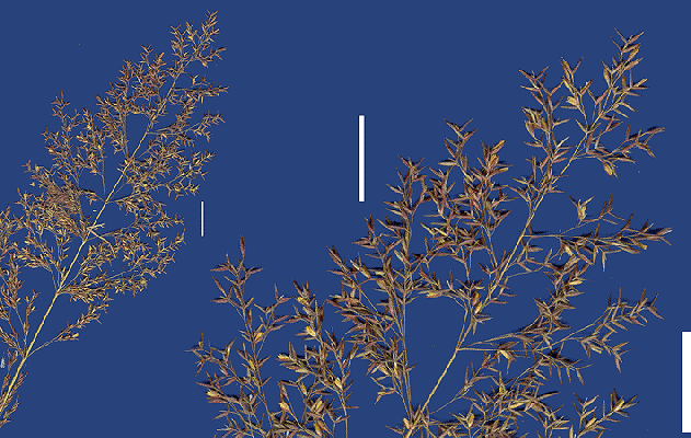 Inflorescence and detail of inflorescence (scanned specimen) © Queensland Herbarium by Will Smith