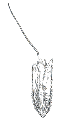 Spikelet (line drawing) © Australian Biological Resources Study drawing by Nicola Oram