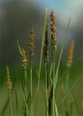 Inflorescence (photo) © S. Jacobs SJ 5943