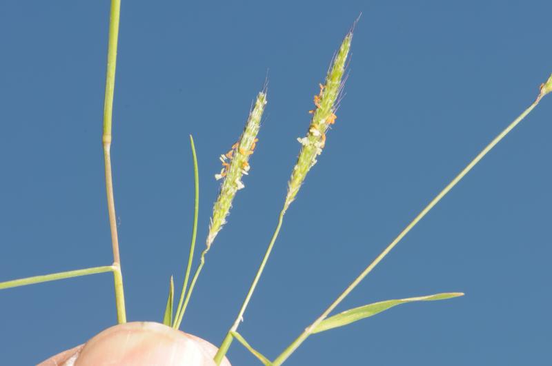 JHoskin© 2010 Brigalow Park NR