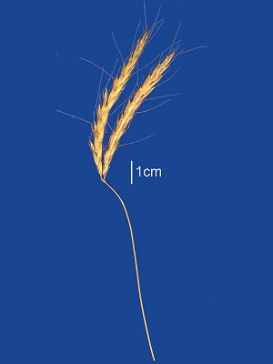 Inflorescence (scanned specimen) © Queensland Herbarium AQ 227674 by Will Smith