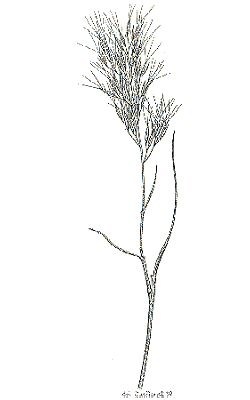 Inflorescence (line drawing) © Jessop and Toelken 1986