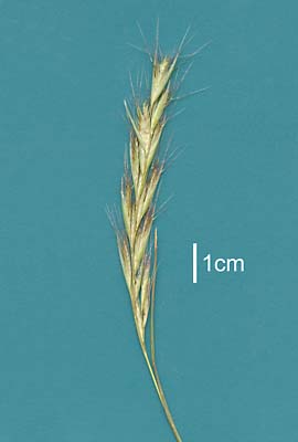 Inflorescence (scanned specimen) © Queensland Herbarium AQ 535333 by Will Smith
