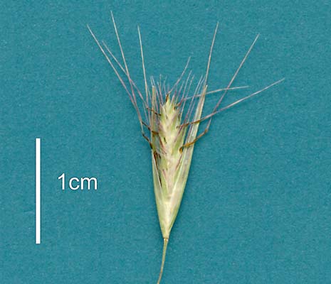 Spikelet (scanned specimen) © Queensland Herbarium AQ 535333 by Will Smith