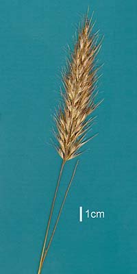 Inflorescence (scanned specimen) © Queensland Herbarium by Will Smith