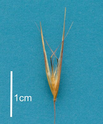 Spikelet (scanned specimen) © Queensland Herbarium by Will Smith