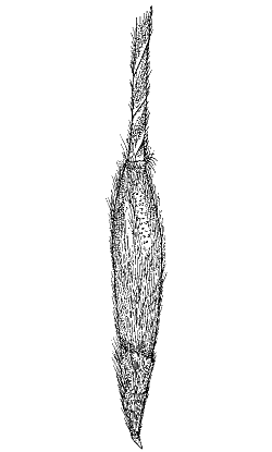 Spikelet (line drawing) © Australian Biological Resources Study drawing by Lesley Elkan and Nicola Oram
