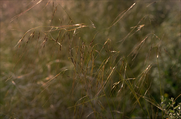 Inflorescence (photo) © S. Jacobs