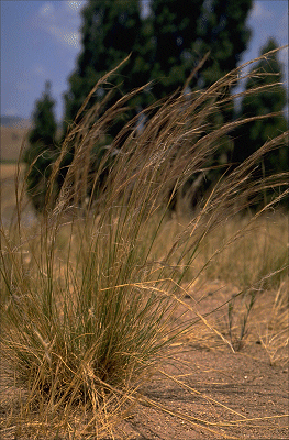 Habit (photo) © S. Jacobs