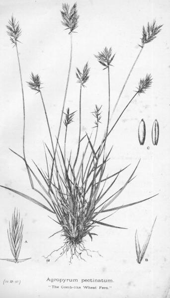 Habit and detail (line drawing) Maiden