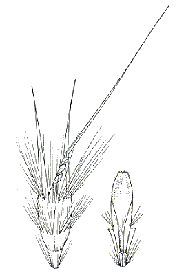Lemma and palea (line drawing) © Australian Biological Resource Study drawing by C.E.Smith