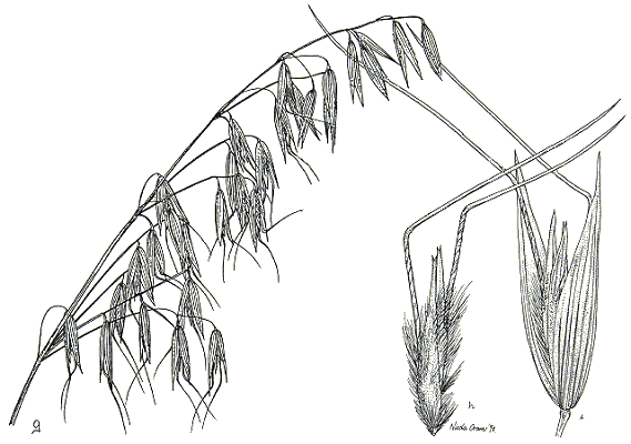Inflorescence and spikelet (line drawing) © Australian Biological Resources Study drawing by Nicola Oram