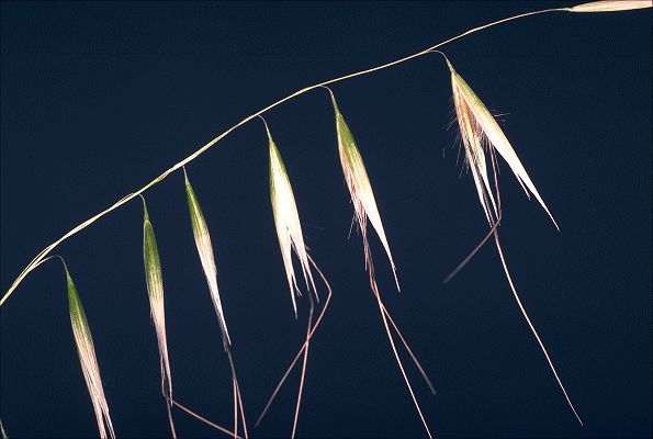 Inflorescence (photo) © S. Jacobs