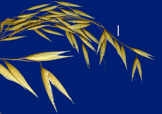 Inflorescence (scanned specimen) © Queensland Herbarium by D. Sharp