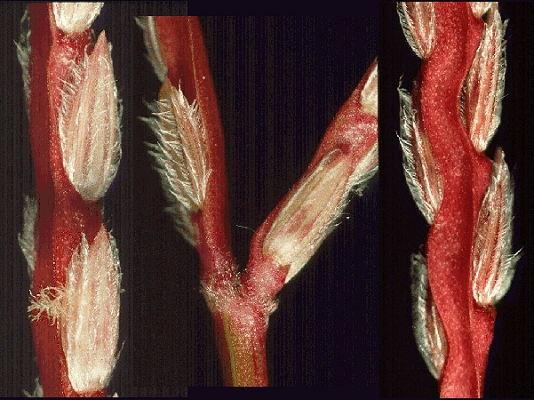 Detail of inflorescence (photo) © Watson and Dallwitz 1998