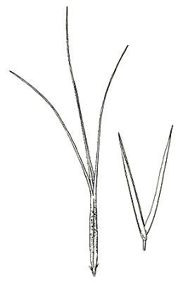 Spikelet (line drawing) © Simon 1992 by Will Smith