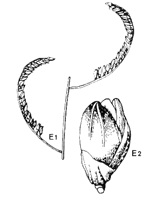 Inflorescence and spikelet (line drawing) © Stanley and Ross 1989