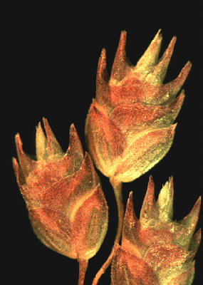 Spikelets (photo) © Watson and Dallwitz 1998 by Will Smith