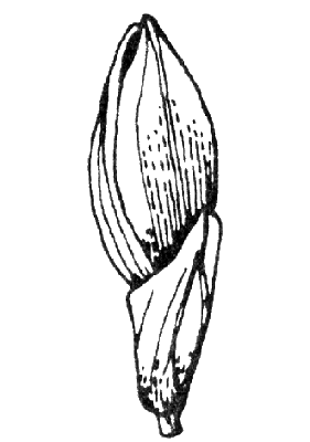 Spikelet (line drawing) © Stanley and Ross 1989 by Will Smith