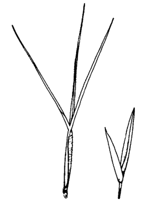 Spikelet (line drawing) © Simon 1992 by Will Smith