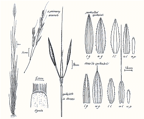 Habit and details (line drawing) © Darwin Herbarium by Monika Osterkamp Madsen