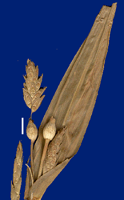 Inflorescence (scanned specimen) © Queensland Herbarium by D. Sharp