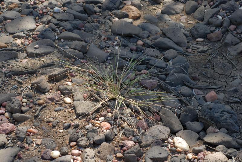 Travis Columbus 5266©