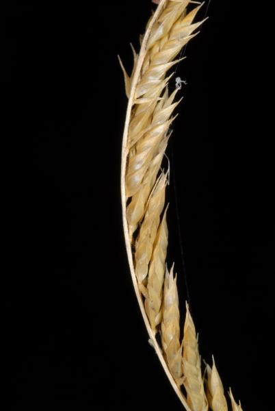 Travis Columbus 5278©