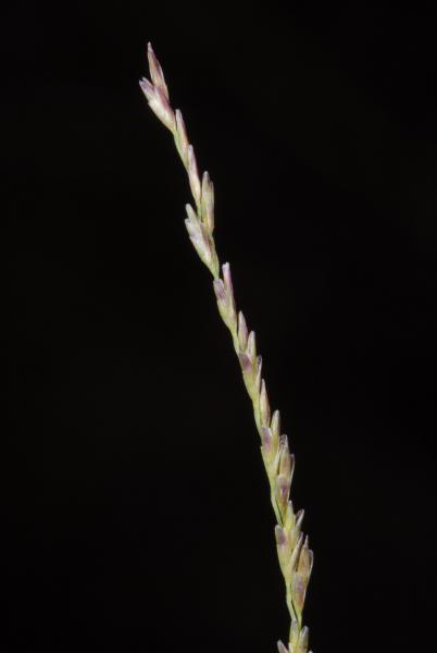 L. decipiens subsp. athenes