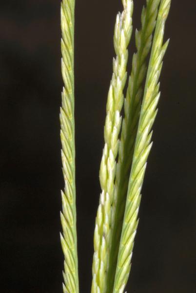 Inflorescence, Travis Columbus 5144©