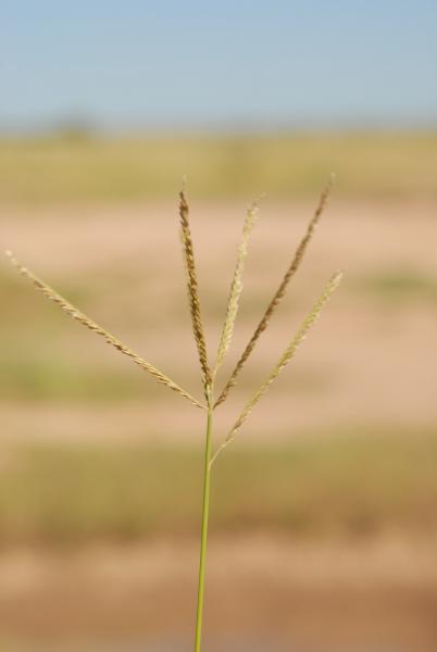 Inflorescence, Travis Columbus 5144©