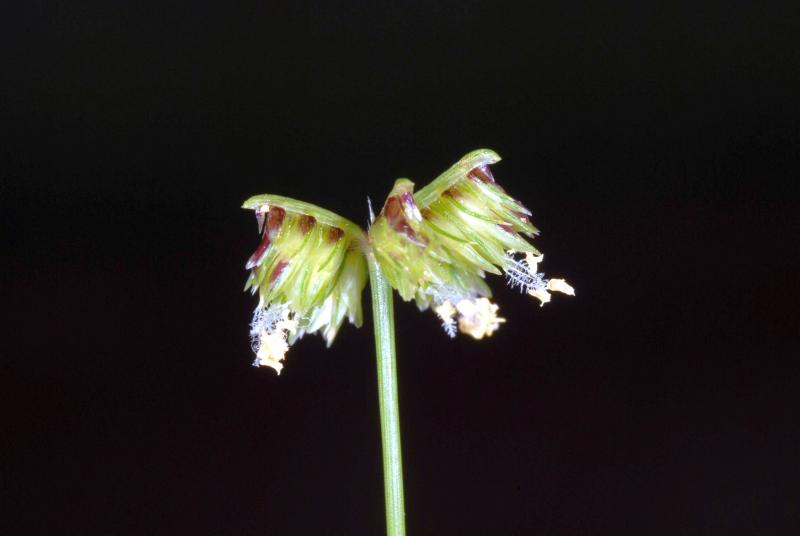 Travis Columbus 5157©