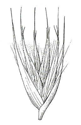 Habit (photo) © Queensland Herbarium Sharp 81 and Simon by D.Sharp