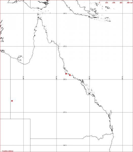 Cyndon radiatus Herbrecs 2011