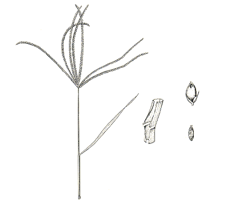 Inflorescense, ligule, spikelet, grain (line drawing) © Lazarides 1972
