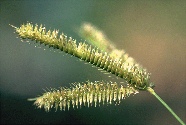 Inflorescence (photo) © S. Jacobs