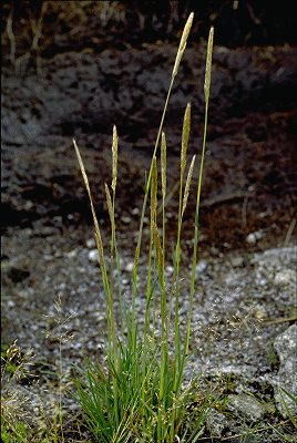 Habit (photo) © ANBG photo C. Totterdell