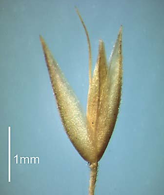 Spikelet (photo) © Queensland Herbarium NSW 441785 by Will Smith