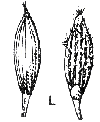 Spikelet front and back (line drawing) © Stanley and Ross 1989