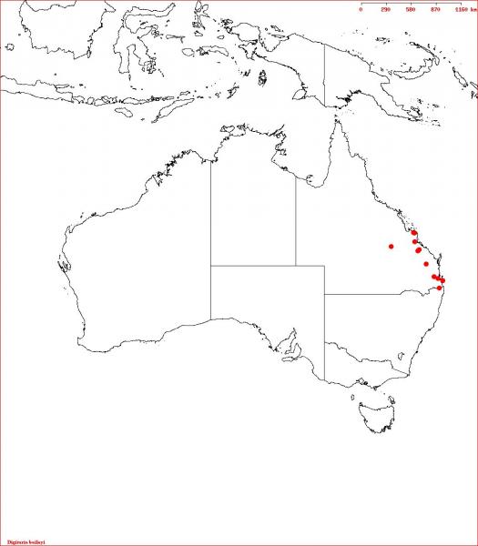 Digitaria baileyi Herbrecs 2011