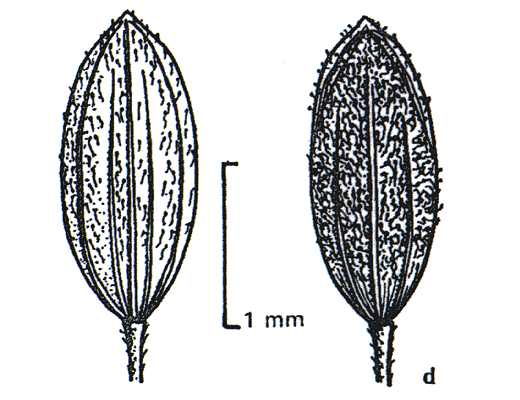 Spikelet front and back (line drawing) © Wheeler et al. 1990