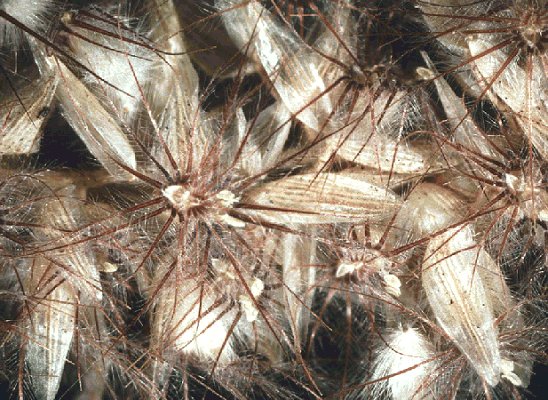 Mature inflorescence detail (photo) © Watson and Dallwitz 1998