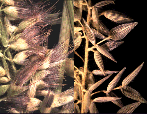 Inflorescence mature and with florets fallen (photo) © Watson and Dallwitz 1998