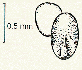Grain, embryo and transverse view (line drawing) © Lazarides 1997(a) drawn by Lindy Spindler