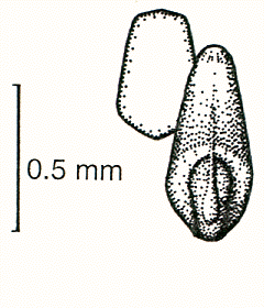 Grain, embryo and transverse view (line drawing) © Lazarides 1997(a) drawn by Lindy Spindler