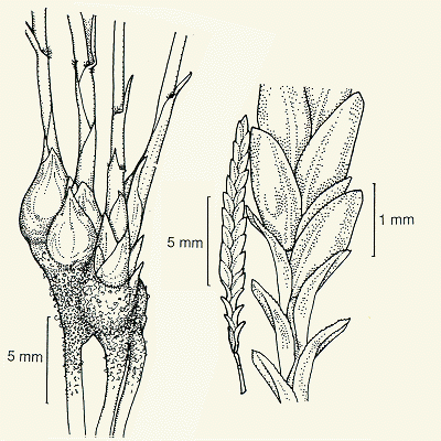 Rootbase, spikelet, lemmas, paleas (line drawing) © Lazarides 1997(a) drawn by Lindy Spindler