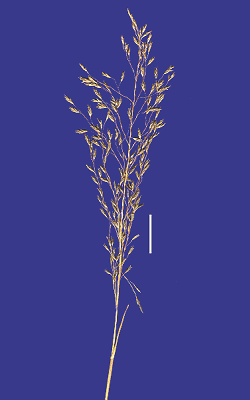 Inflorescence (scanned specimen) © Queensland Herbarium by Will Smith
