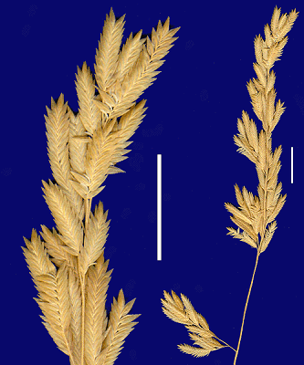 Inflorescence and detail of inflorescence (scanned specimen) © Queensland Herbarium by Will Smith
