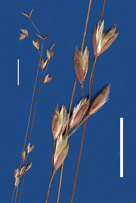Inflorescence and detail of inflorescence (scanned specimen) © Queensland Herbarium by Will Smith