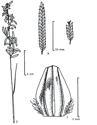 Inflorescence and details (line drawing) © Wheeler et al. 1990